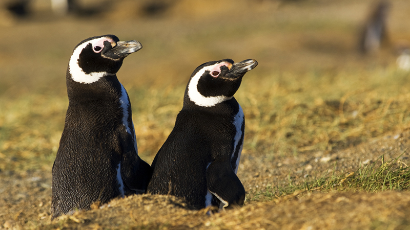 pinguinos isla magdalena punta arenas