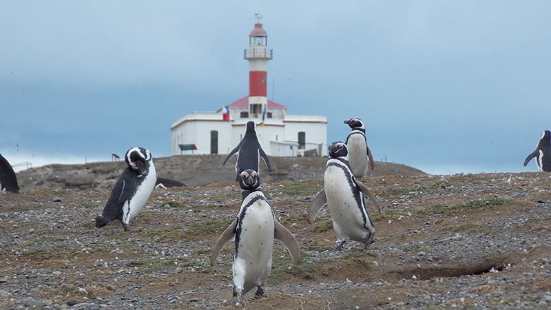 pinguinos isla magdalena patagonia