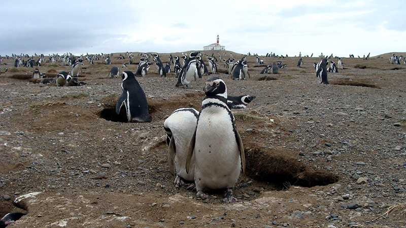 pinguinos isla magdalena punta arenas