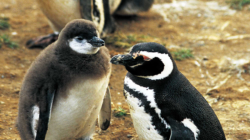 pinguinos isla magdalena patagonia