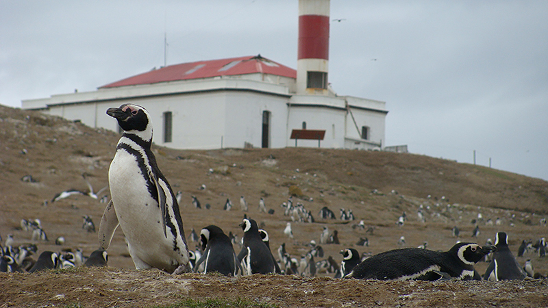 pinguinera isla magdalena patagonia