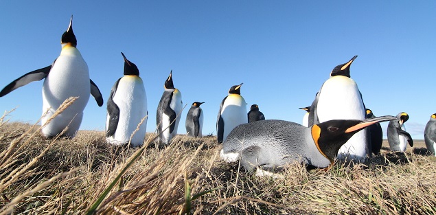 pinguino rey