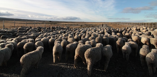 ovejas tierra del fuego