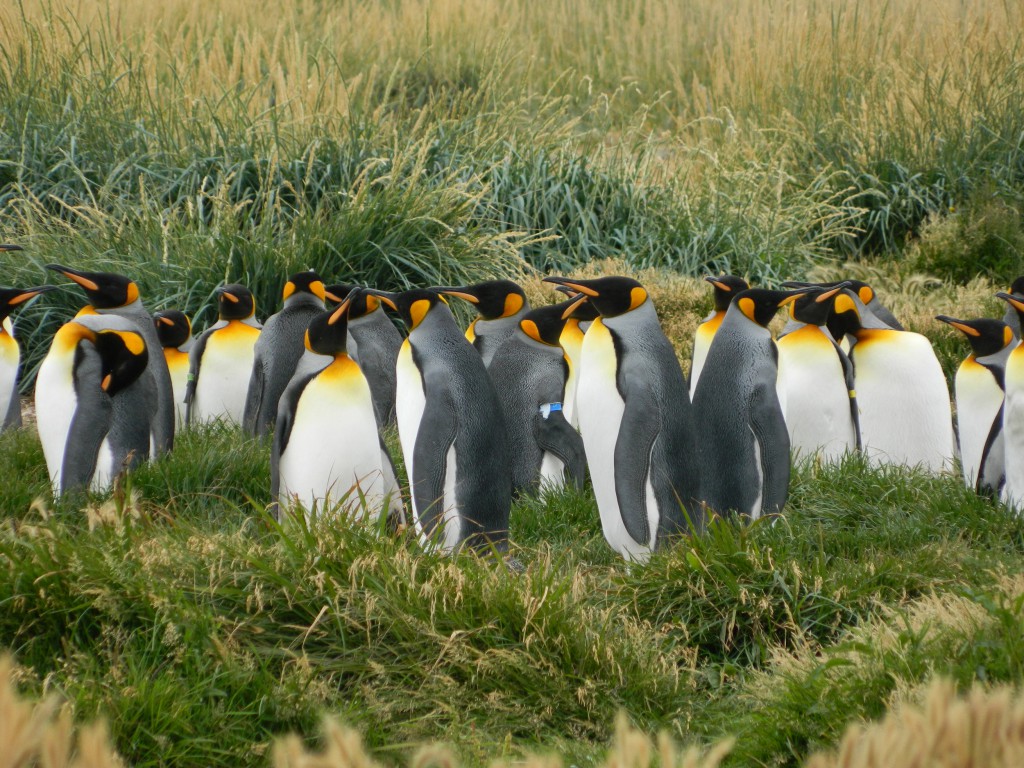 king penguin
