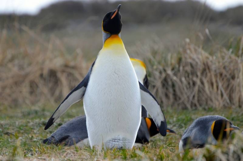 king penguin