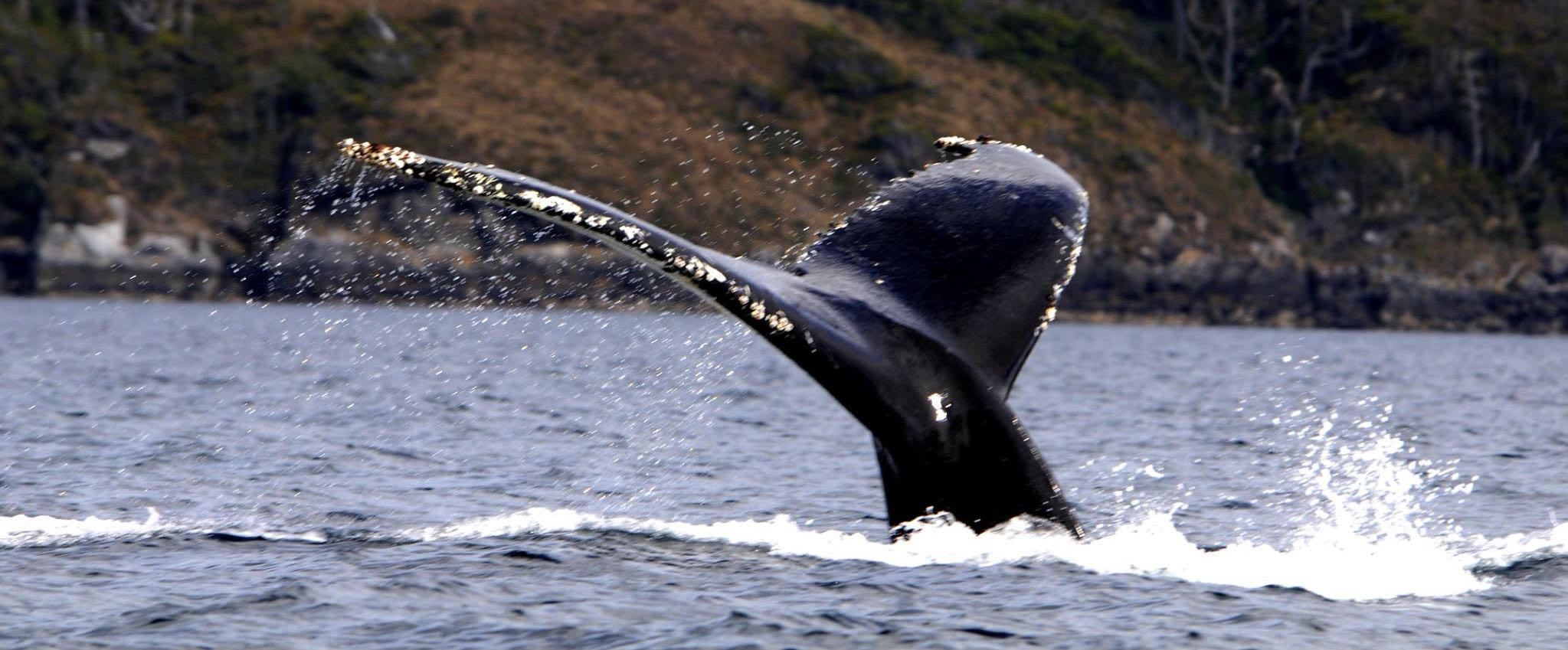 Ballenas Jorobadas