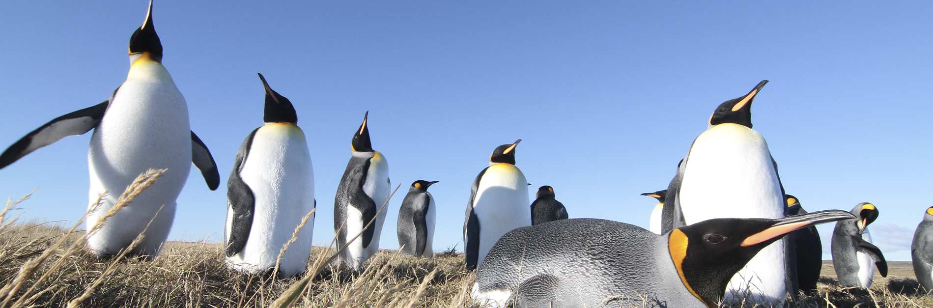 Los Reyes de Tierra del Fuego