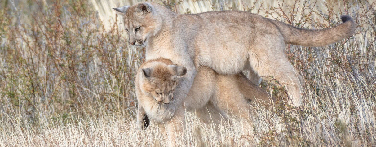 Pumas de la Patagonia