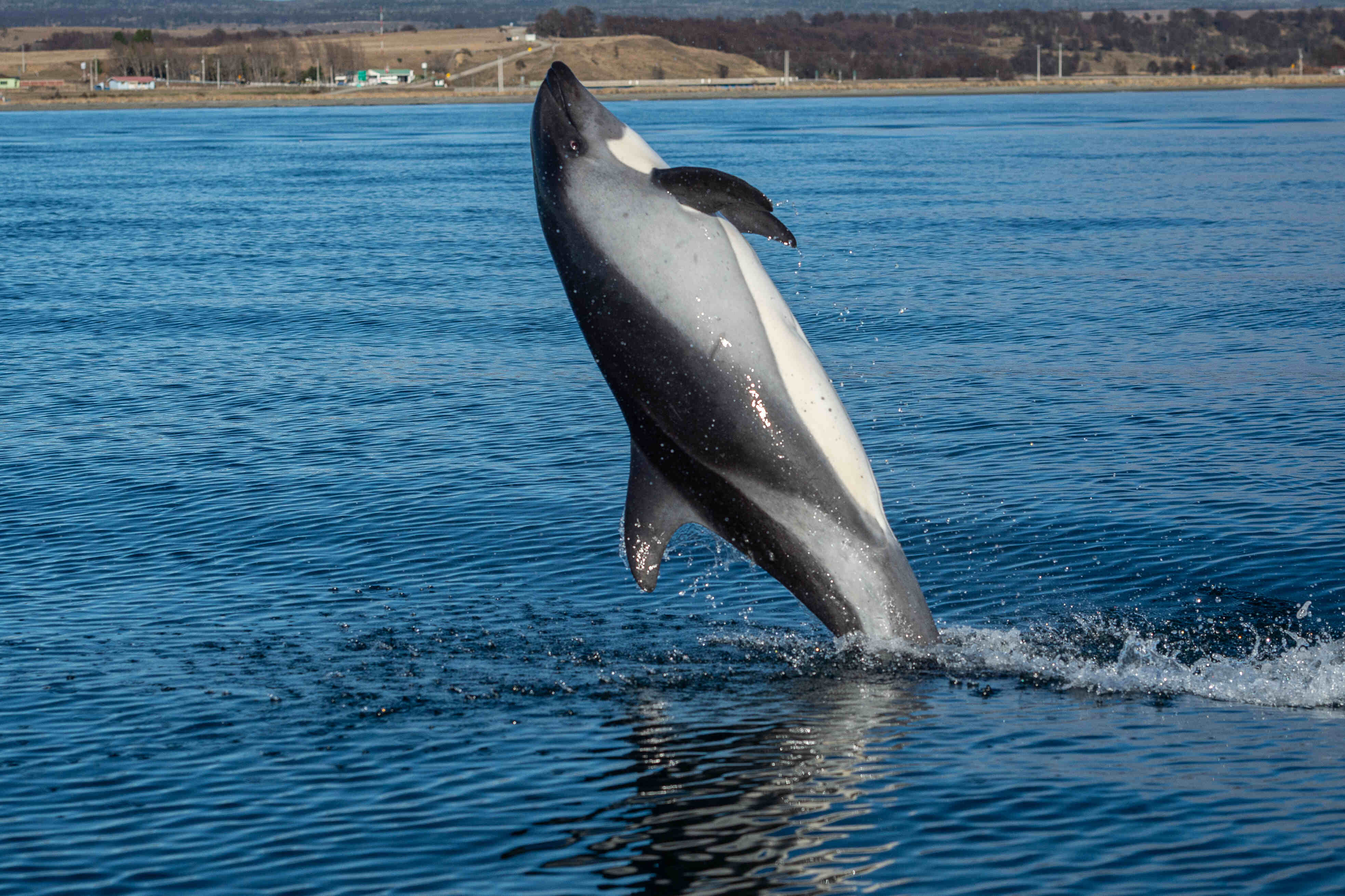 Delfines Australes
