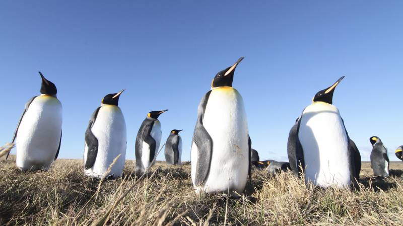 pinguino rey