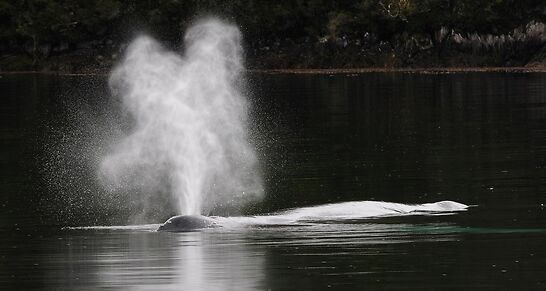 Ballenas 