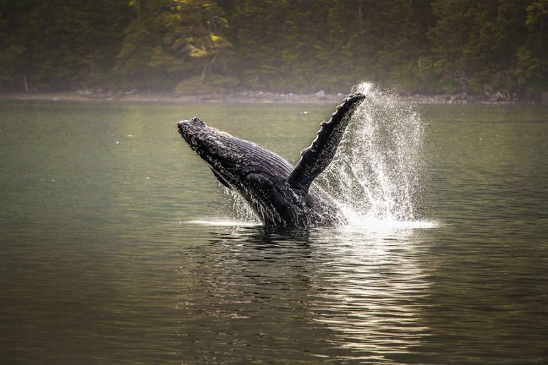 Ballena Jorobada