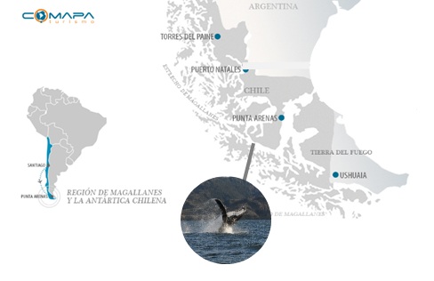 avistamiento_ballenas