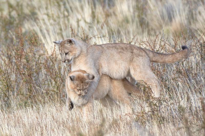 Pumas 