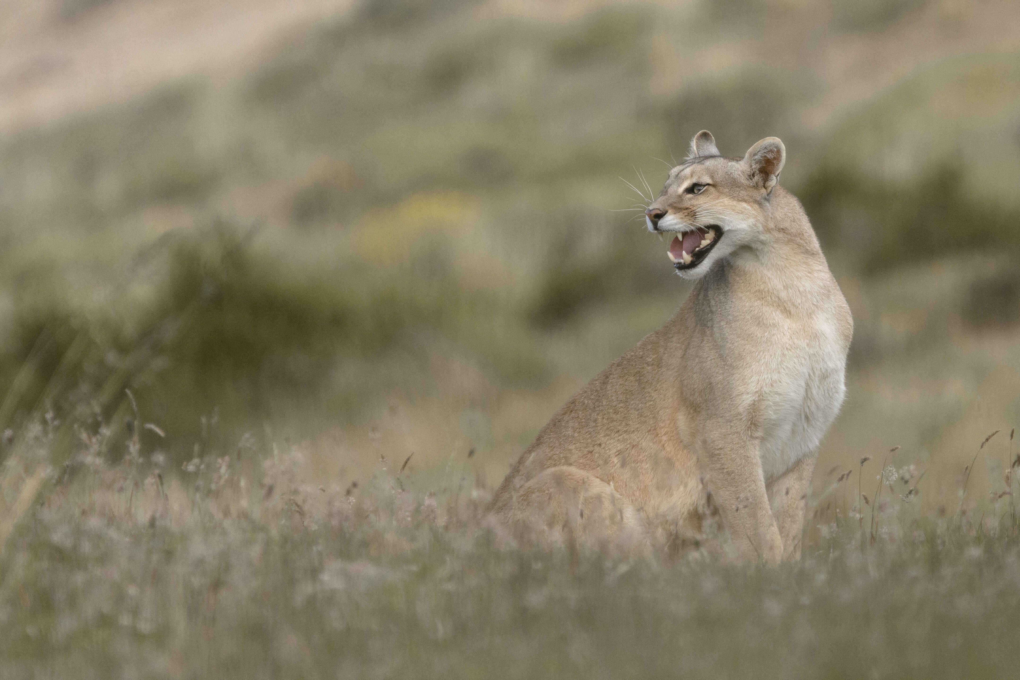puma