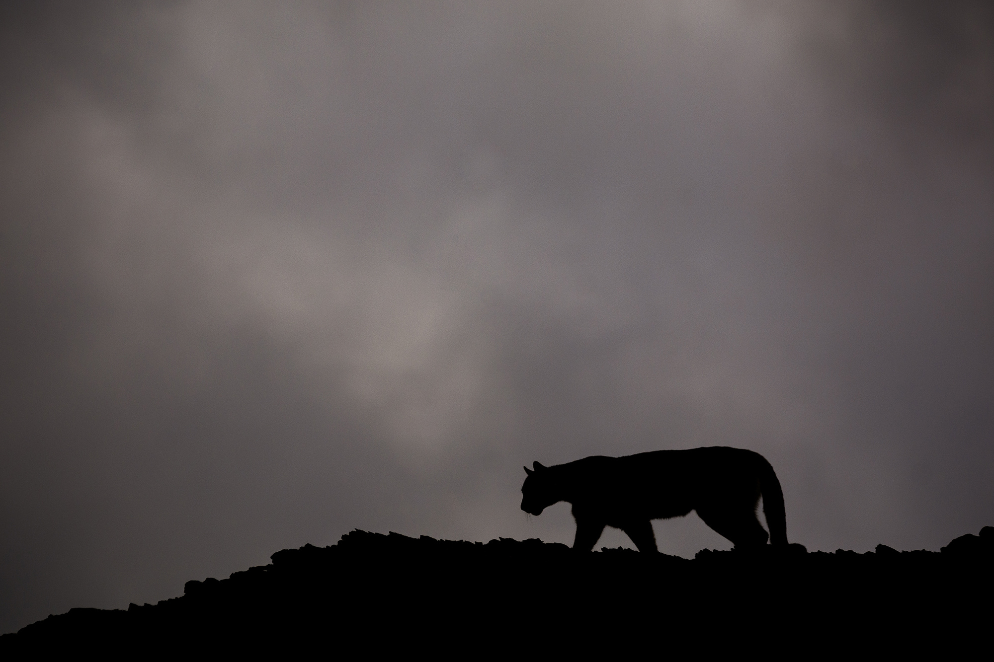 Puma en el Horizonte
