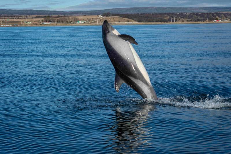Delfin Austral
