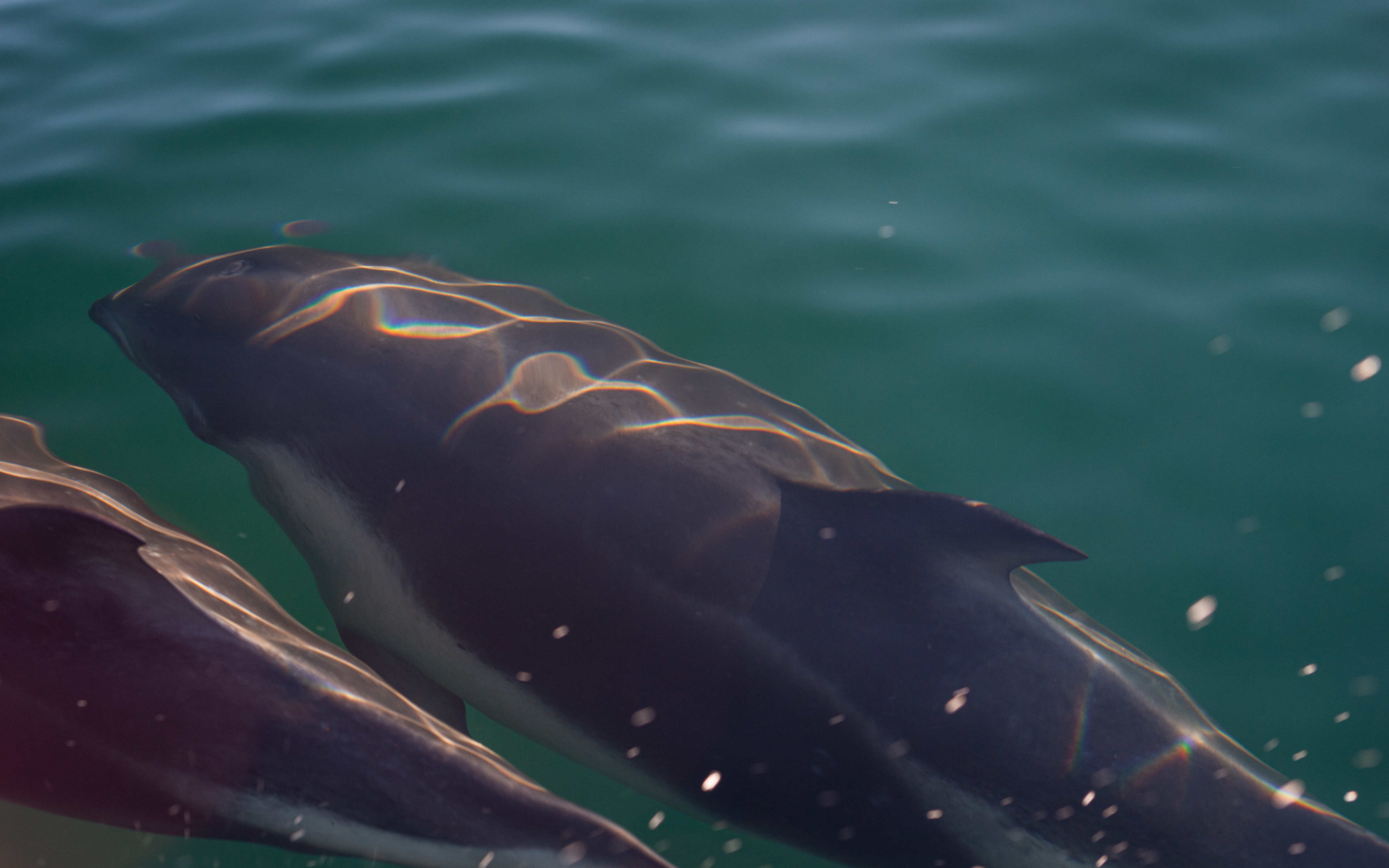 Delfines 