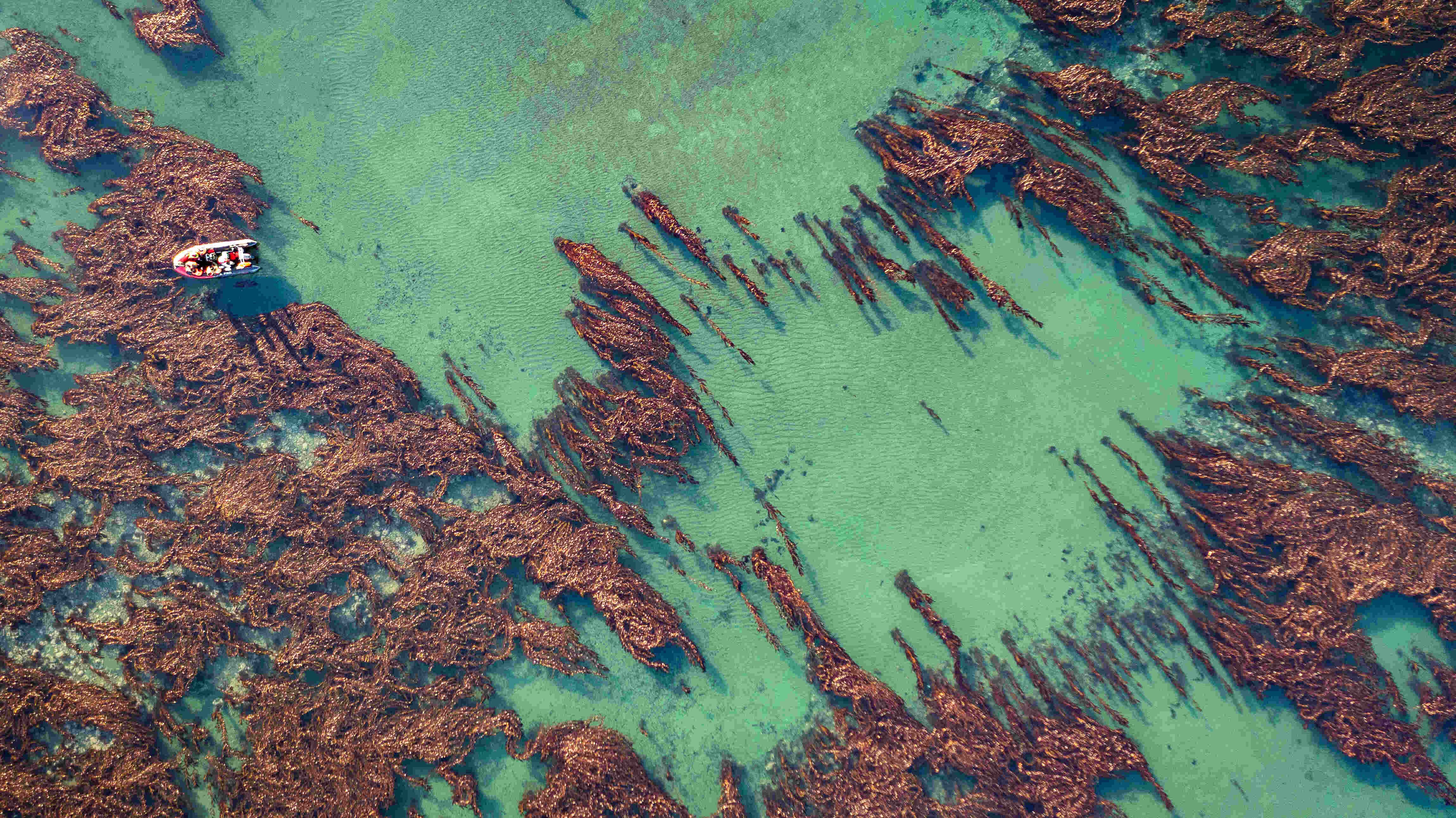 Bosque de alga